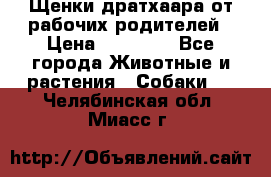 Щенки дратхаара от рабочих родителей › Цена ­ 22 000 - Все города Животные и растения » Собаки   . Челябинская обл.,Миасс г.